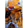PAGNE BATIK KRAKN 4500F LE YARD
